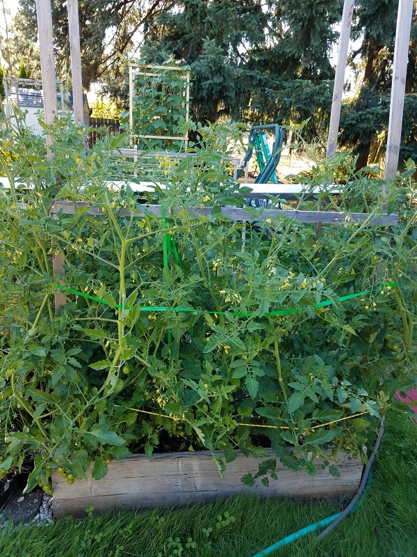 tomato1b.jpg
