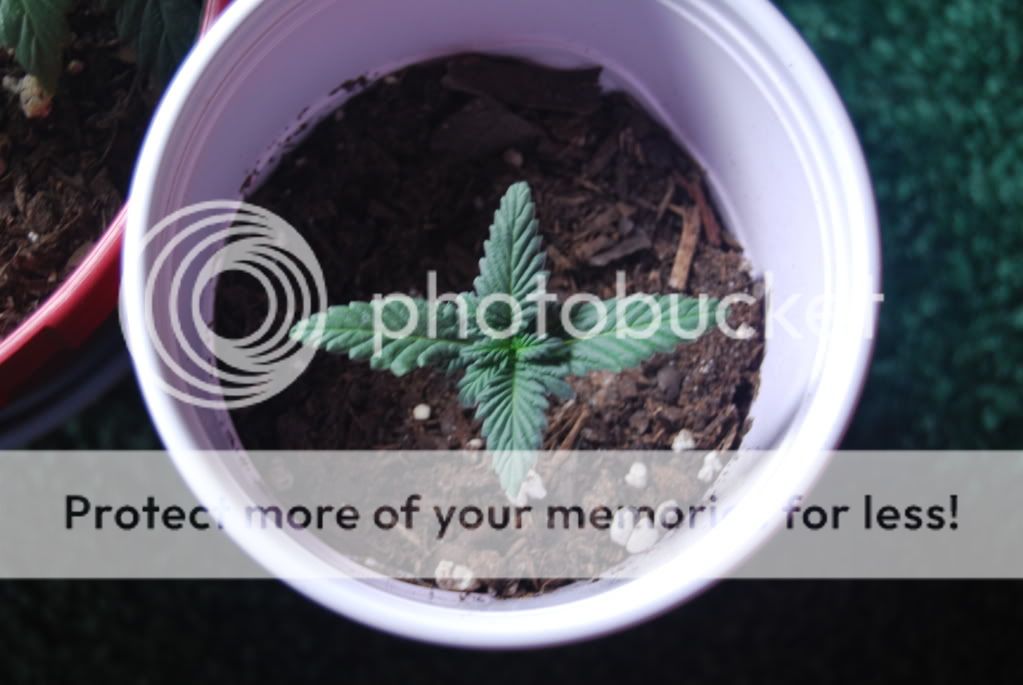 weed27006.jpg