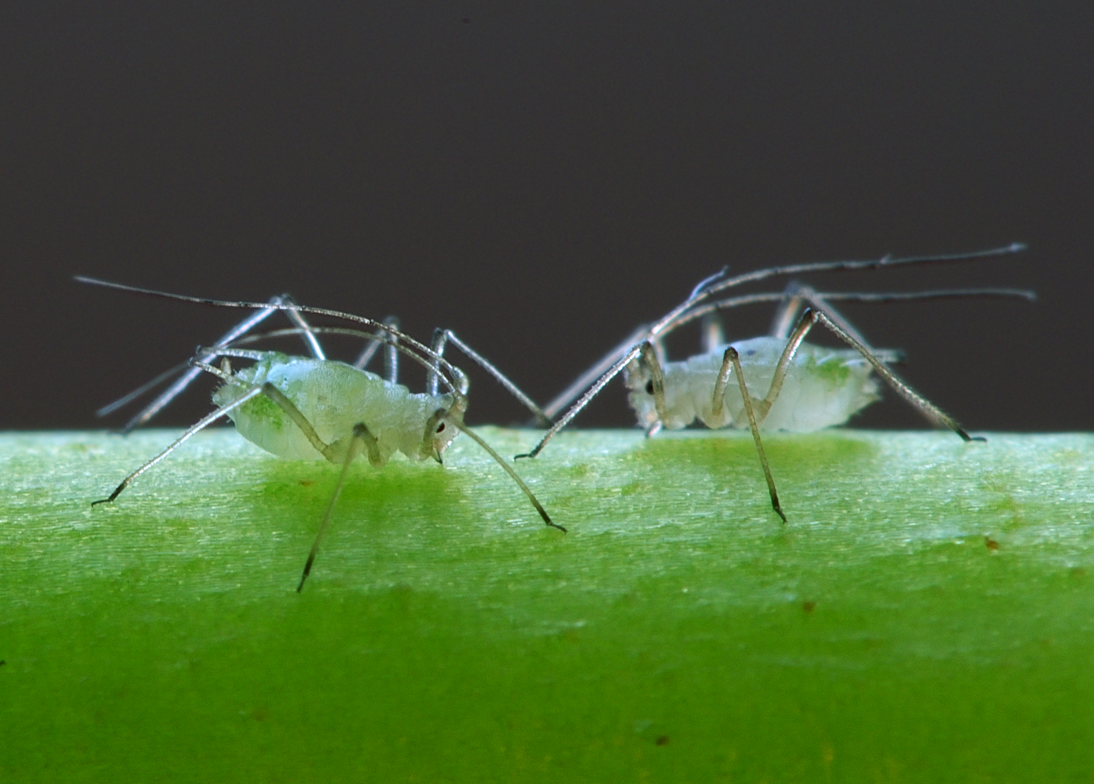 Aphidoidea_puceron_Luc_Viatour.jpg