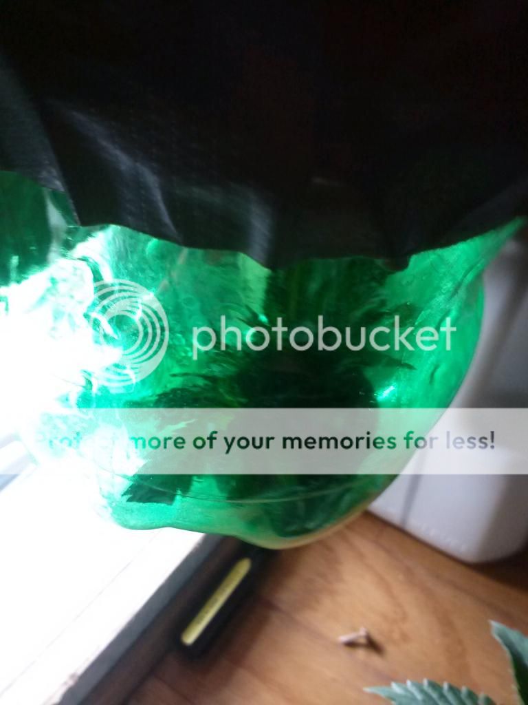 0113130943_zps7996d330.jpeg