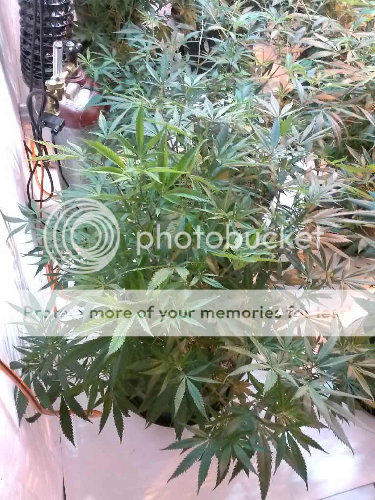 CAM00954_zpse54261b9.jpg