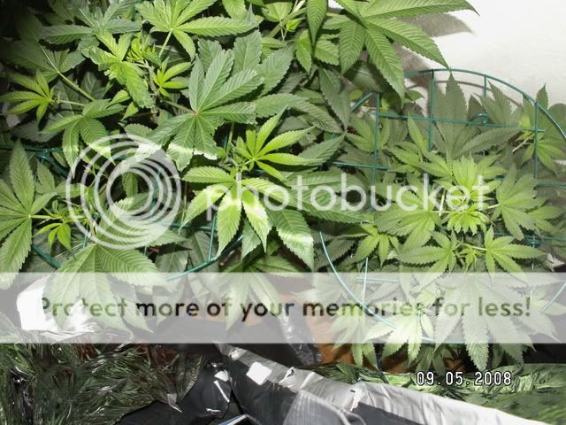 PICT0327.jpg