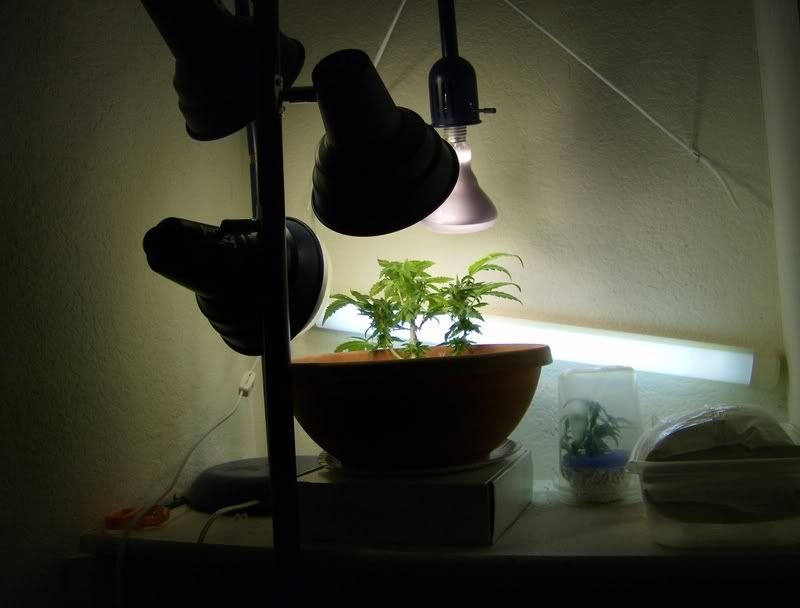 setup.jpg