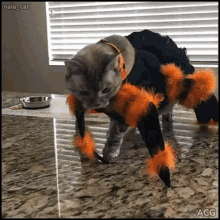 Dog Spider Costume GIFs | Tenor