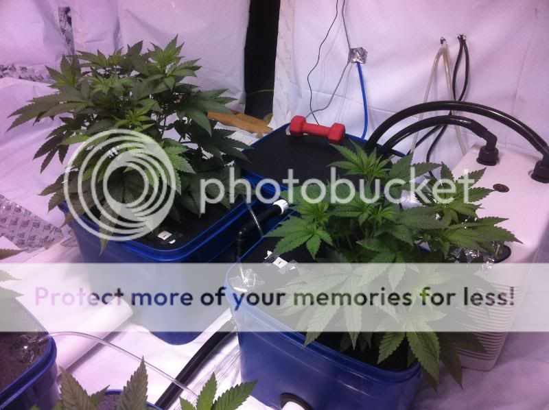 plant1s.jpg