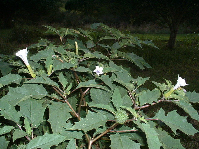 Jimson Weed (Nightlife of the East Bay Area) · iNaturalist