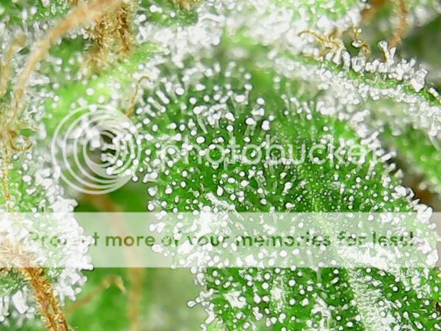 1309185074647_zpswoizh6kd.jpg