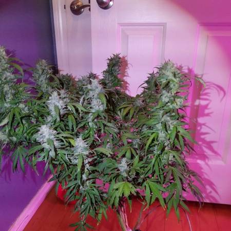 growdiaries.com