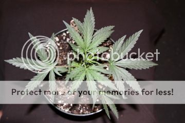 IMG_1018_zps366fe3d9.jpg