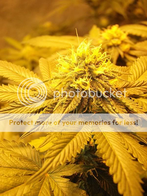 purekushflowermay2310.jpg