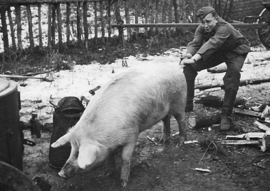 German+pig.png