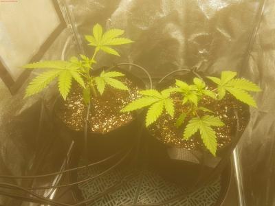 Cannabis Grow 20200209 192428