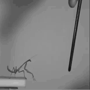 tumblr_ocu761slzN1swlqrio1_400.gif