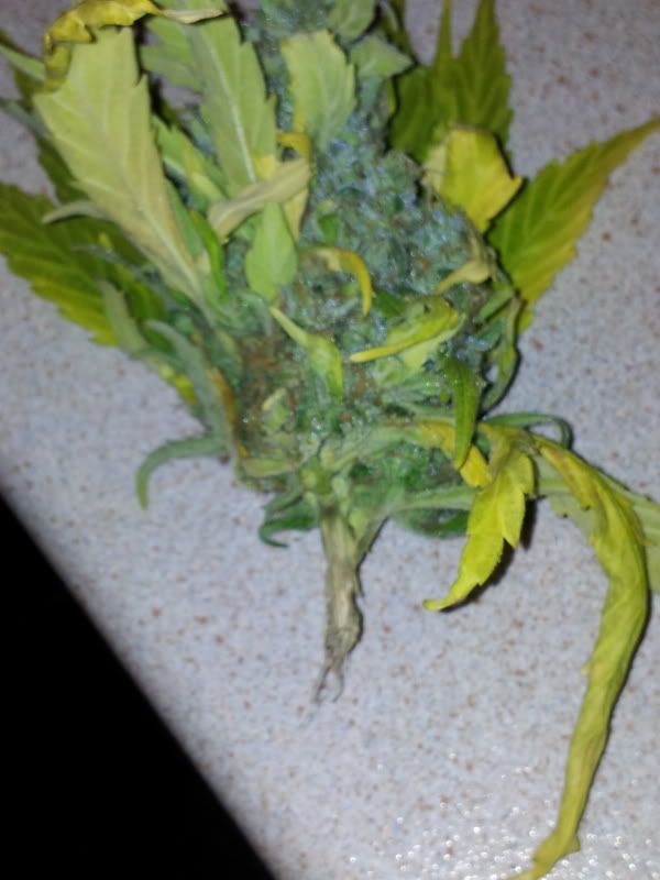 20111116_184730.jpg