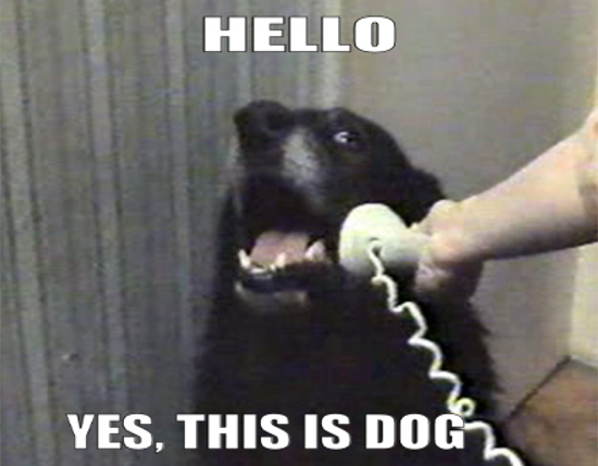 hellothisisdog_550.jpg