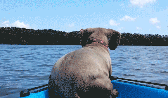 gifs_15.gif