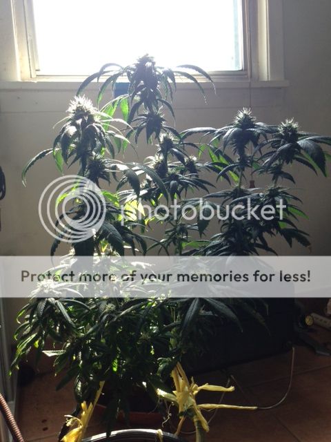 image_24_zpsb5864559.jpeg