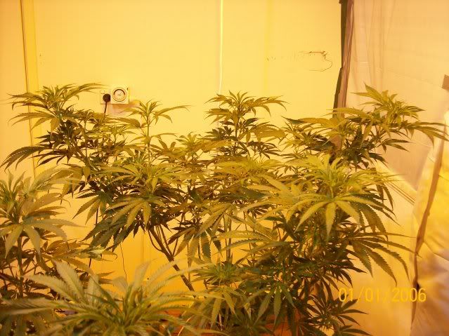 Plants119.jpg