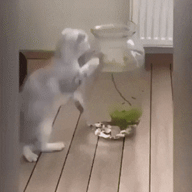 gifs_03.gif