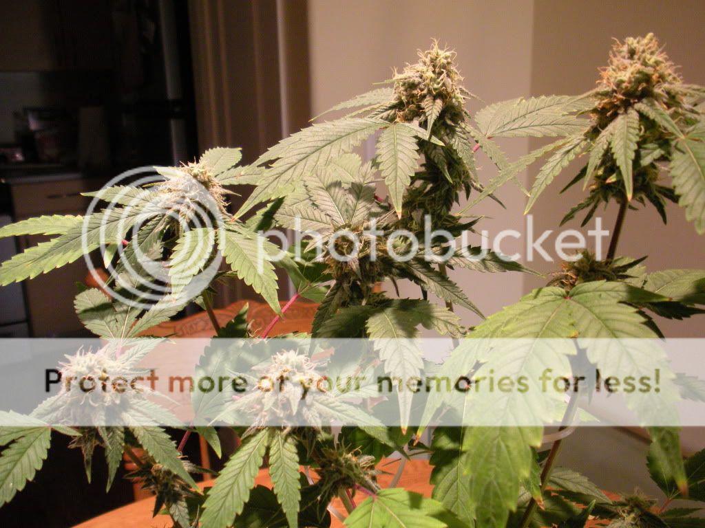 DSCN1033.jpg