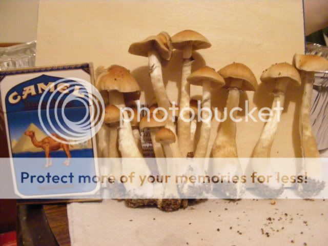 projects070.jpg