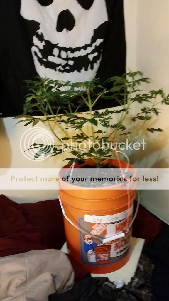 20141228_150700_zps4f8675ce.jpg