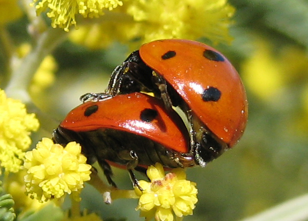 Ladybird-Coccinellidae-mating.jpg