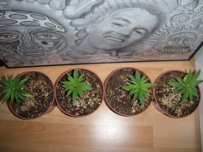 grapekush3-1.jpg
