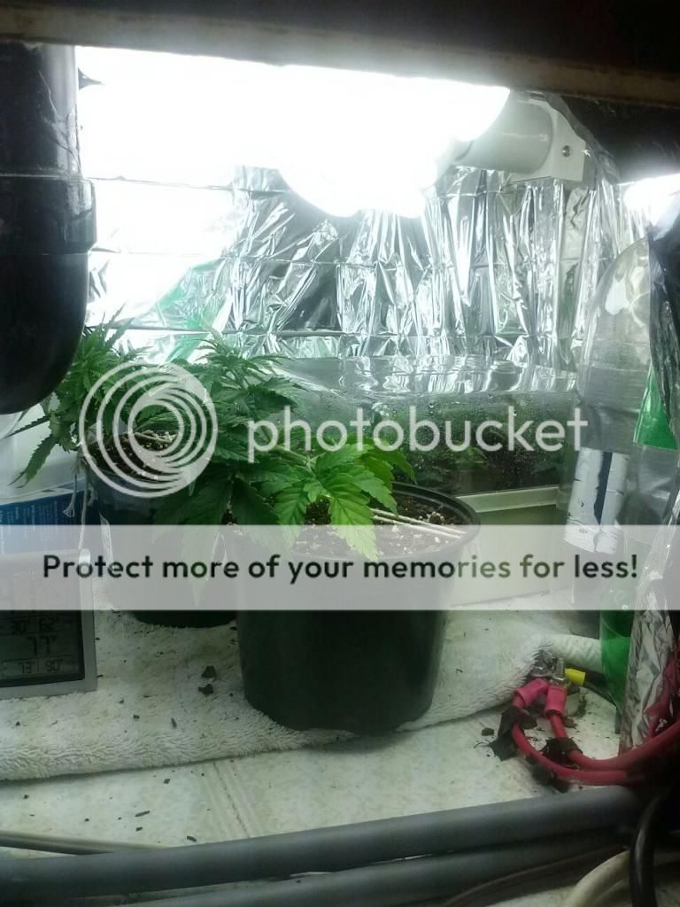 0121131456_zps3a2d508b.jpeg