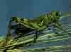 pests_grasshopper.jpg