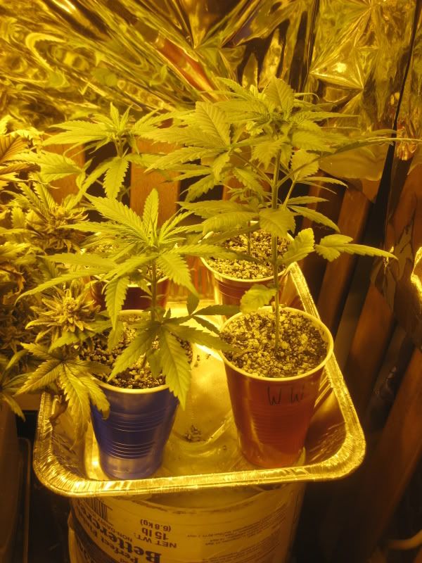 plants303.jpg