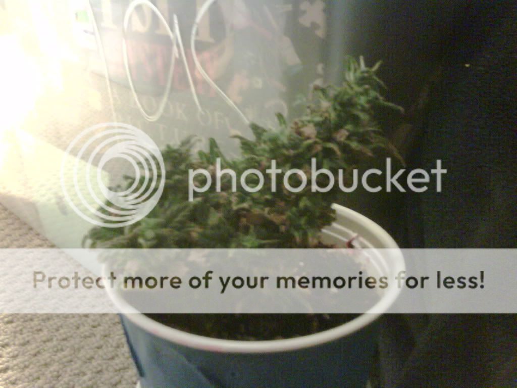 IMG00034-20090601-1809.jpg