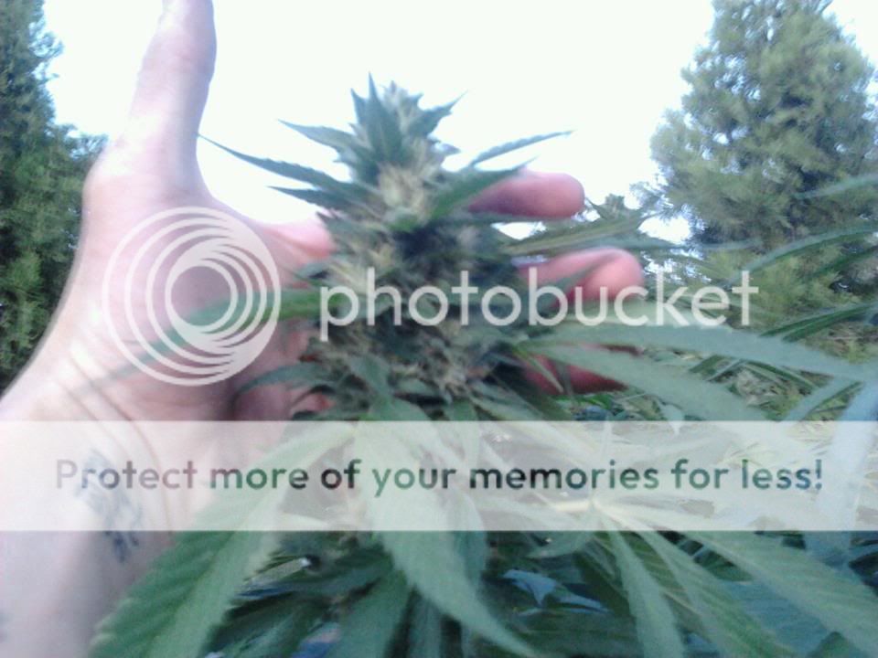 redwoodkush.jpg