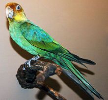 Conuropsis carolinensis (Carolina parakeet).jpg