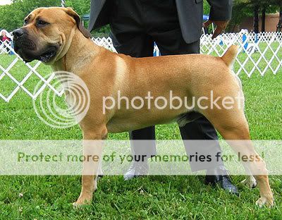 south_african_boerboel_e.jpg