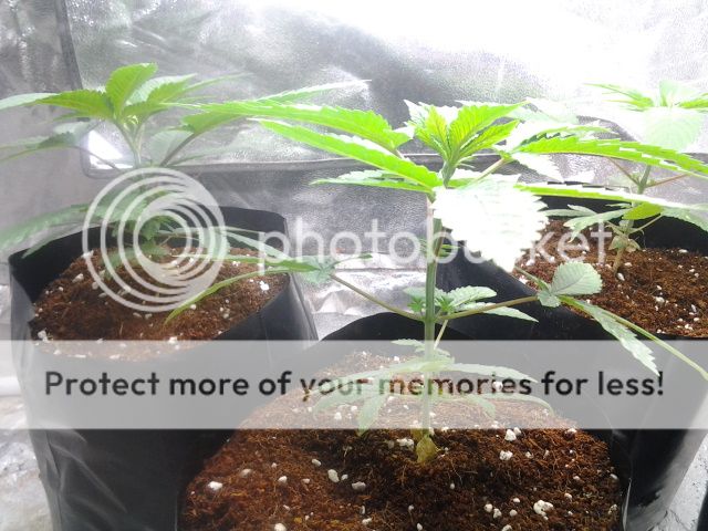 2013-04-24175748_zps01955bee.jpg