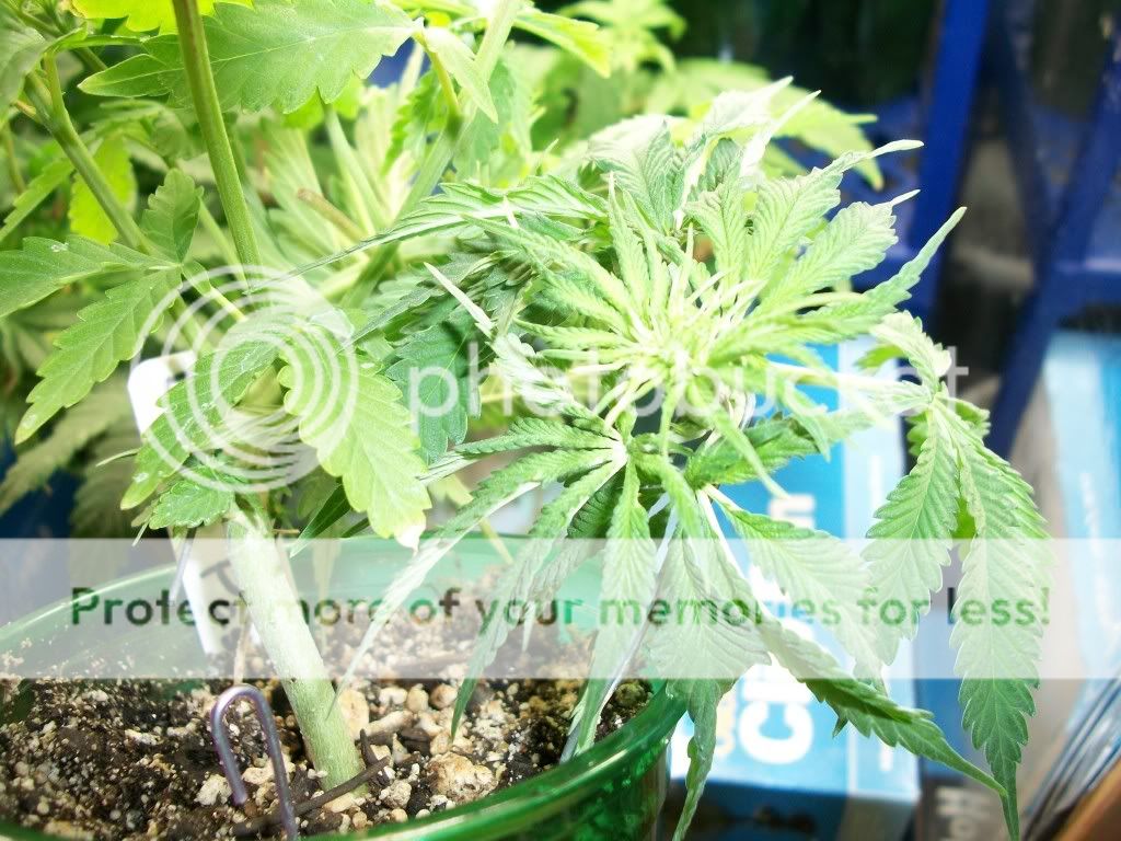 5-10-11024.jpg