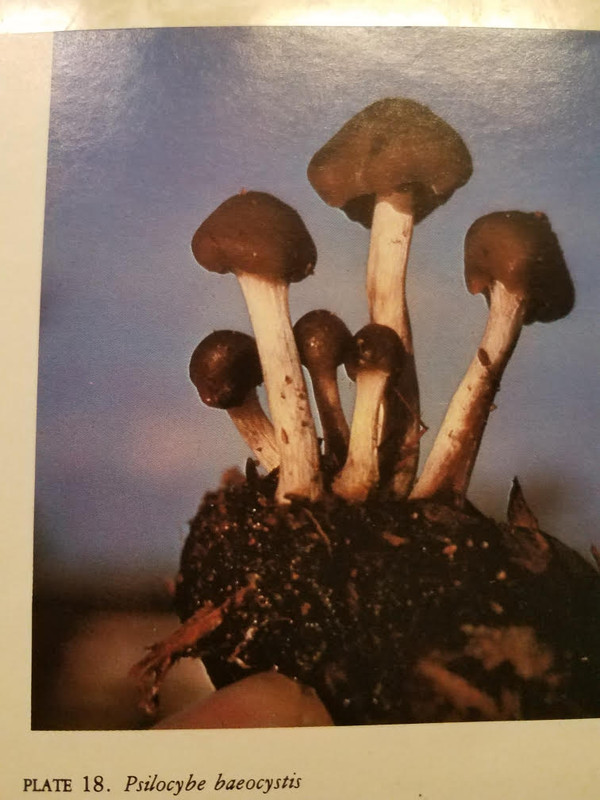 mushroom4.jpg