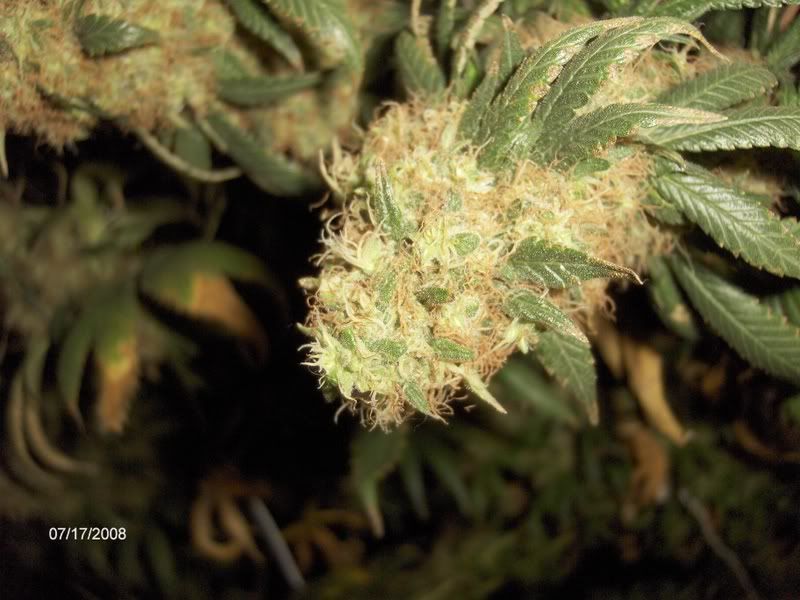 onedayb4flush016.jpg