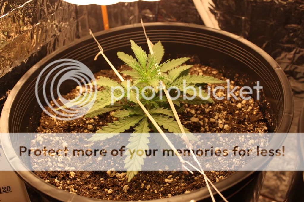 Seed1Day18.jpg