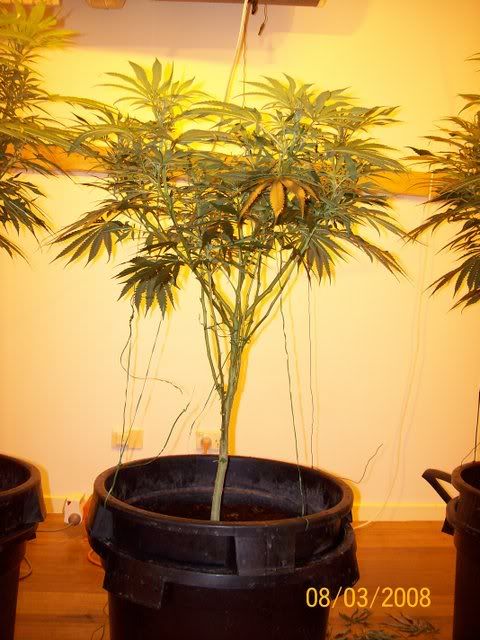 Plants091.jpg