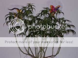 30421nycd12daze1212prun_zps58107bb2.jpg