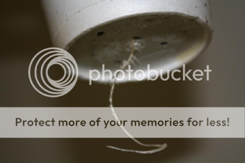 roots006.jpg