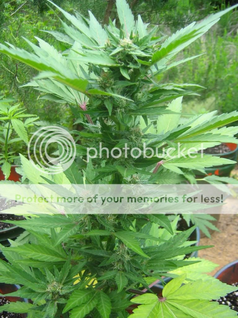 AutoBlueberry6.jpg