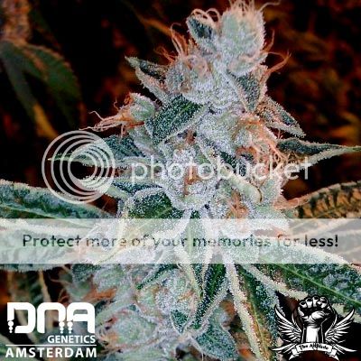 Dna_Genetics_lemon-og-kush.jpg