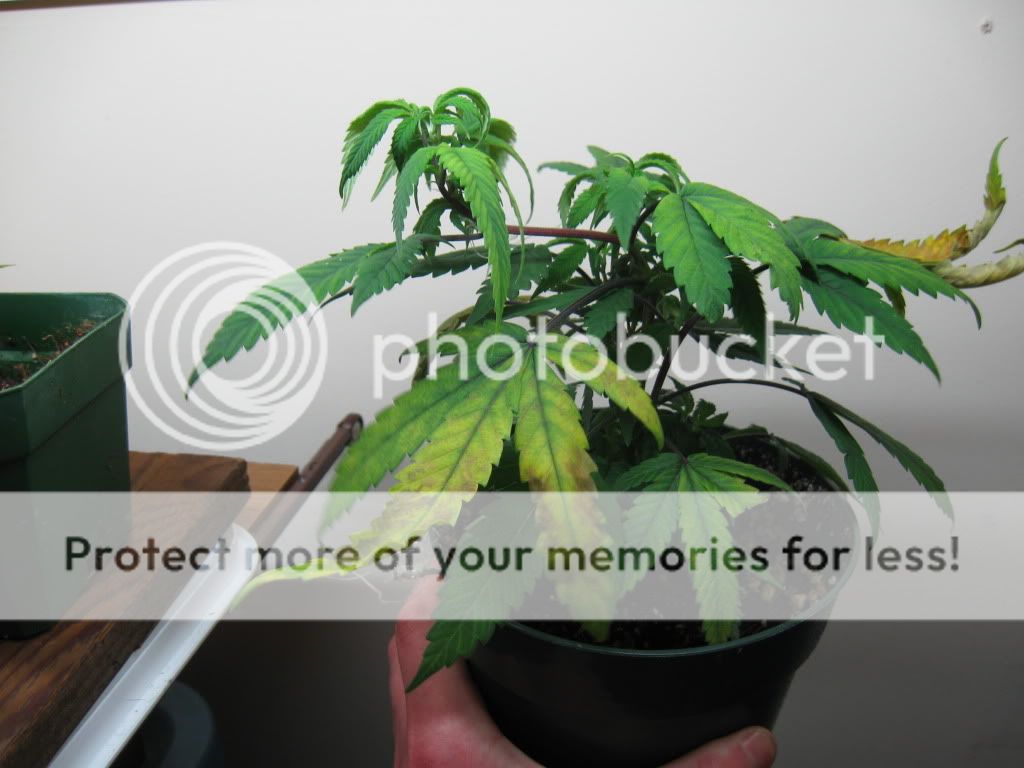 plantproblem011.jpg