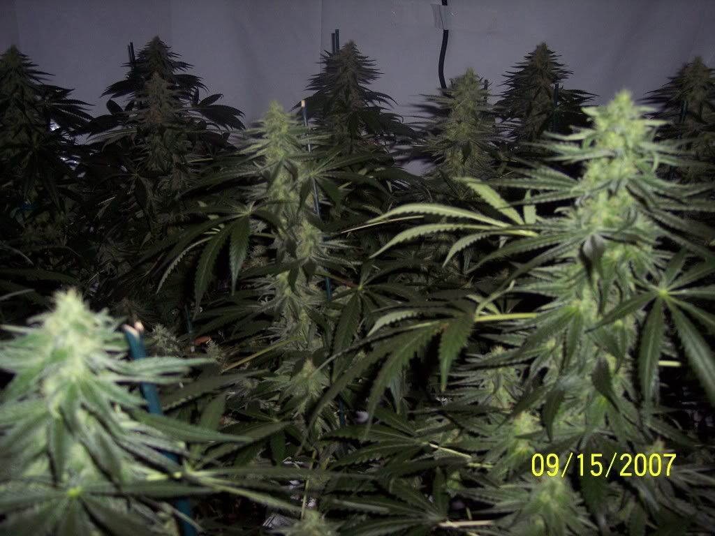 35days-halfway011.jpg