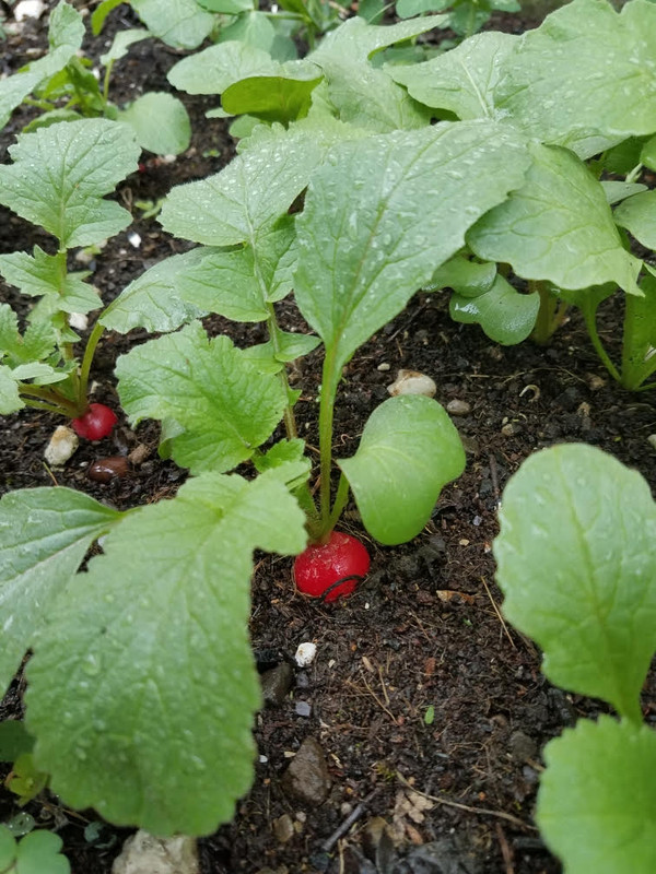 radish425.jpg