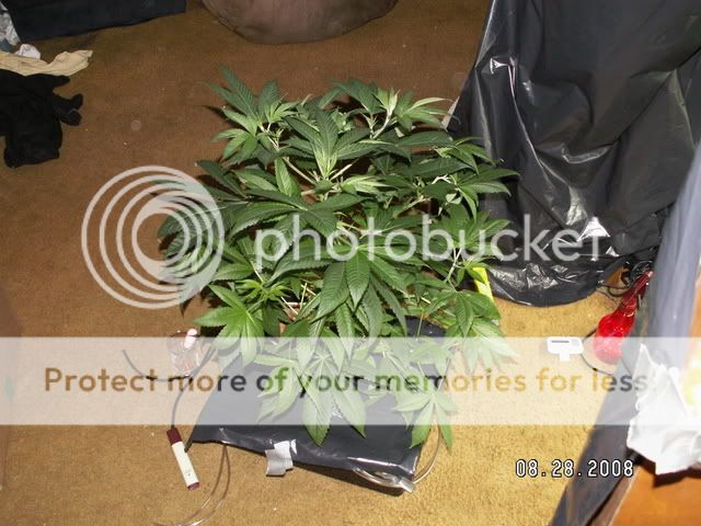PICT0151.jpg