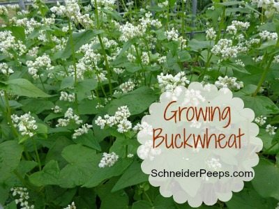 In The Garden...Growing Buckwheat | SchneiderPeeps